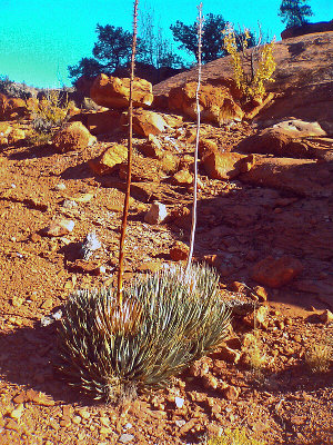 Utah Agave, Agave utahensis