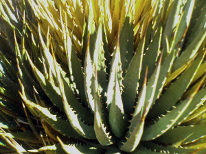 Utah Agave, Agave utahensis