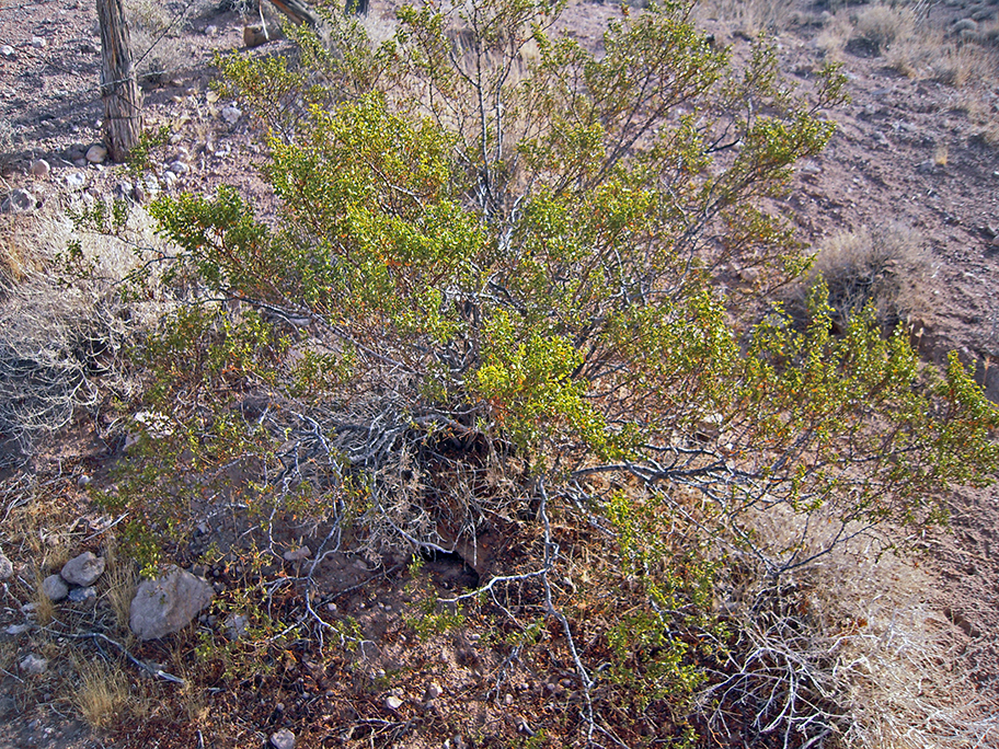Creosote Bush Chaparral, Larrea tridentata