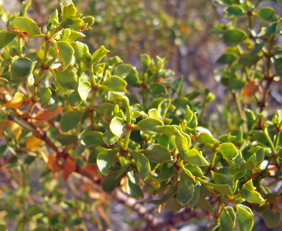 Creosote Bush Chaparral, Larrea tridentata
