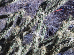 Buckhorn Cholla, Cylindropuntia acanthocarpa