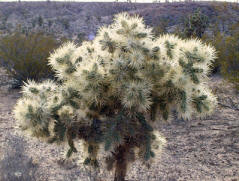 Golden Cholla, Cylindropuntia echinocarpa
