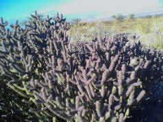 Pencil Cholla, Cylindropuntia ramosissima