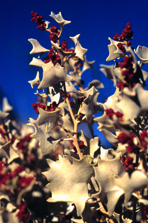 Desert Holly, Atriplex hymenelytra