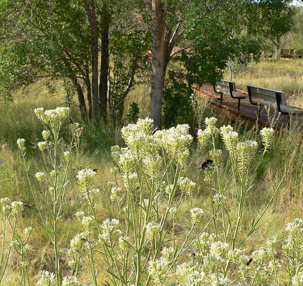 Entireleaved Theolypody, Thelypodium intergrifolium