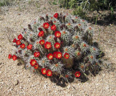 Mojave Mound, Echinocereus mojavensis