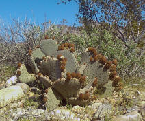 Beavertail Pricklypear, Opuntia basilaris