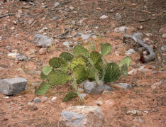 Pricklypear
