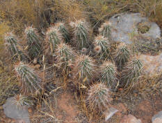 Hedgehog, Echinocereus engelmannii