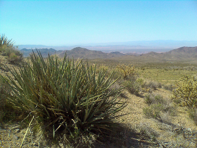 Bannana Yucca, Yucca baccata