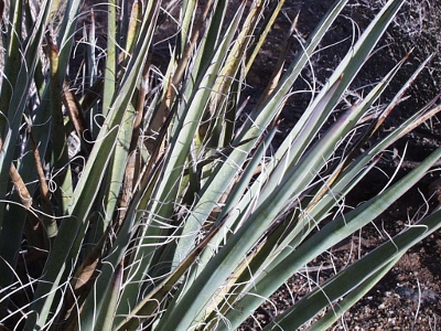 Bannana Yucca, Yucca baccata