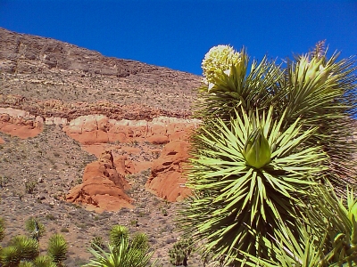 Joshua Tree, Yucca brevifolia