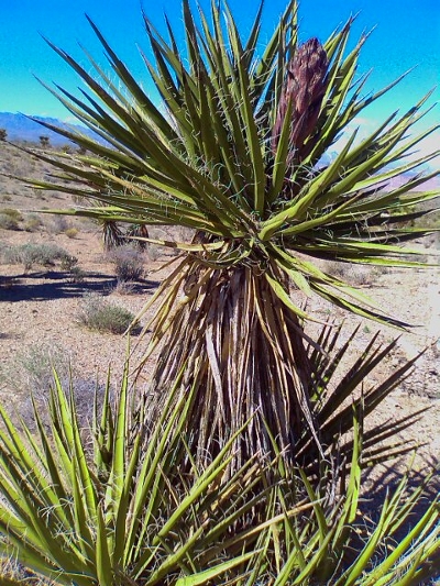 Mojave Yucca, Yucca schidigera