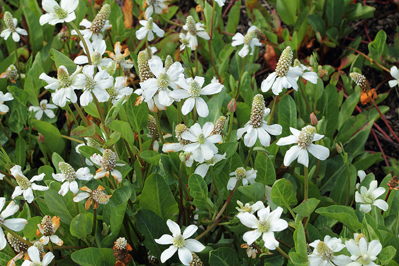 Yerba Mansa, Anemopsis californica