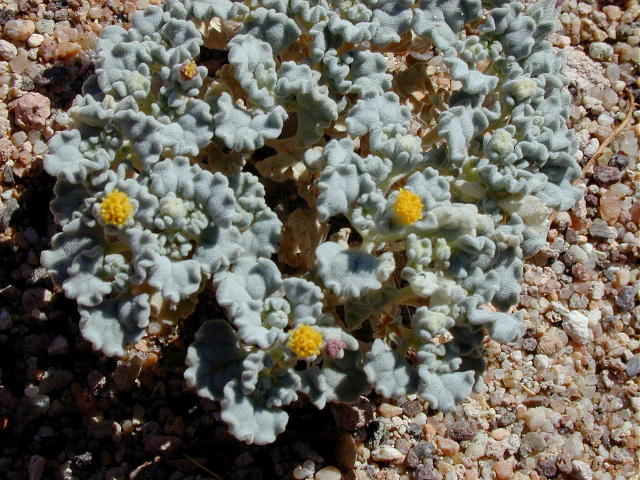 Annual Turtleback, Psathyrotes annua