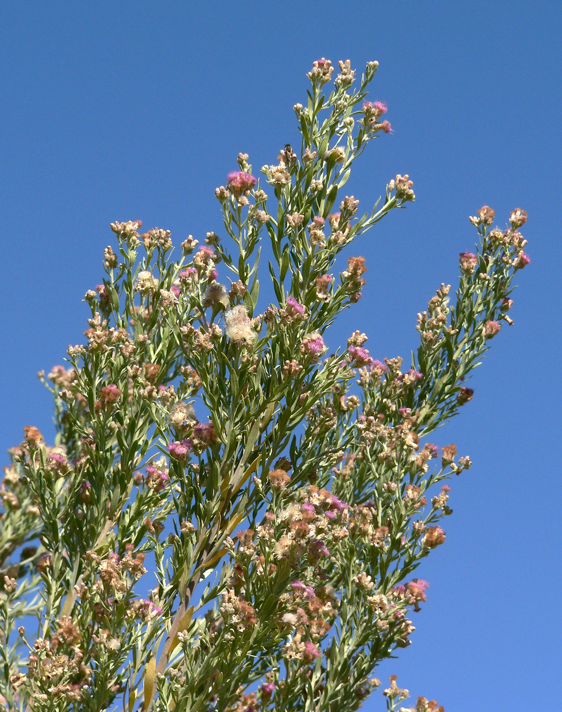 Arrowweed, Pluchea sericea
