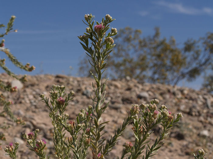Arrowweed, Pluchea sericea