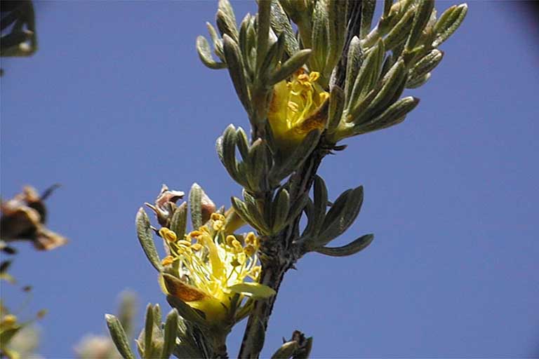 Blackbrush, Coleogyne ramosissima