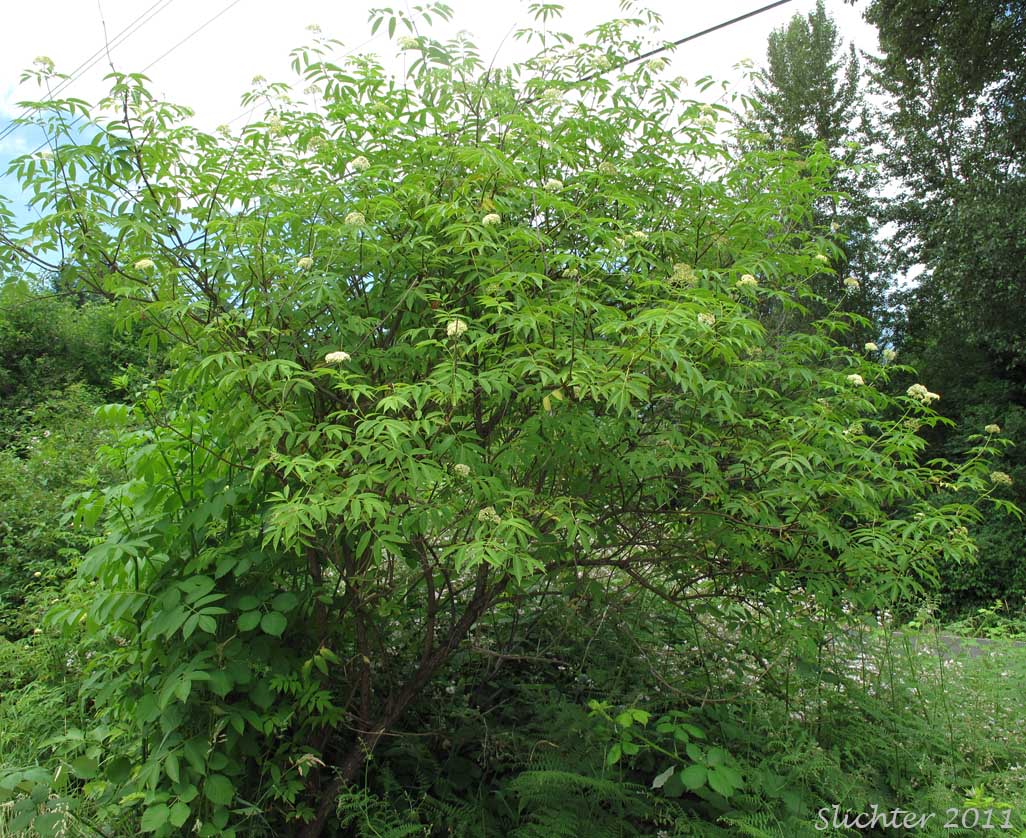 Blue Elderberry, Sambucus cerulea