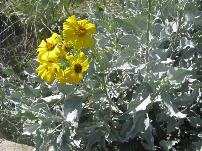 Brittlebush, Encelia farinosa