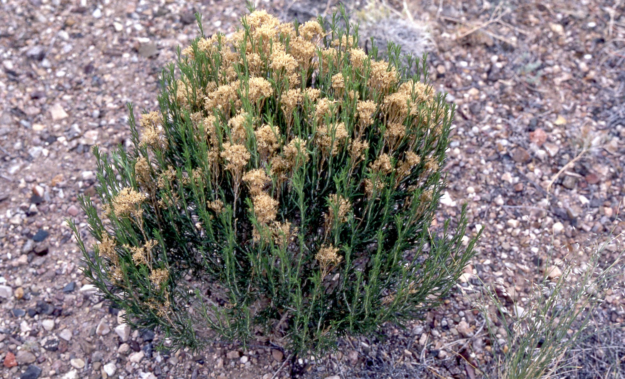 Broom Snakeweed, Gutierrezia sarothrae