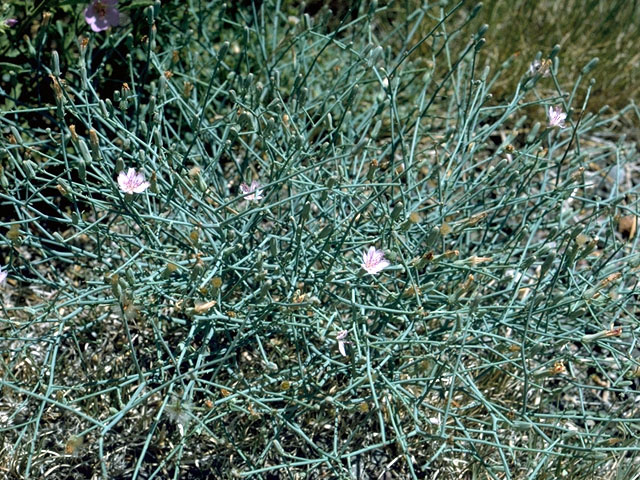 Brownplume Wirelettuce, Stephanomeria pauciflora