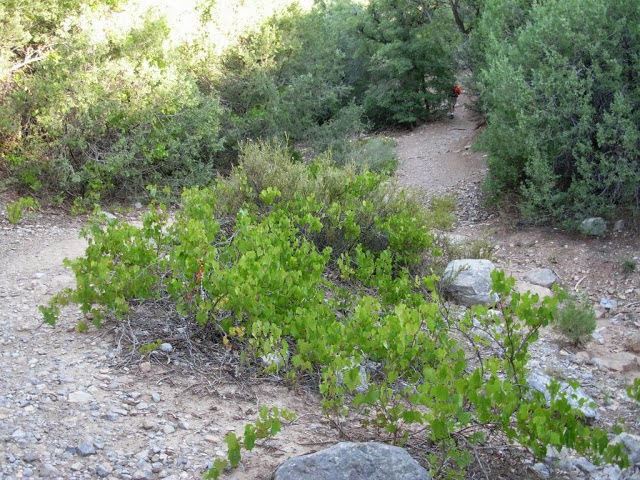 Canyon Grape, Vitis arixonica