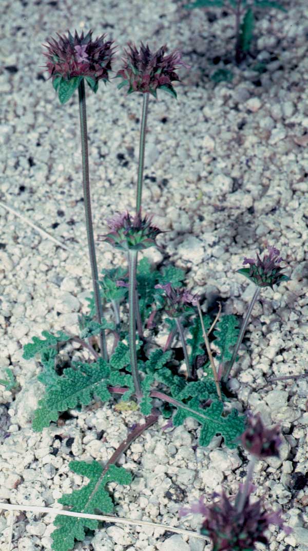 Chia, Salvia columbariae