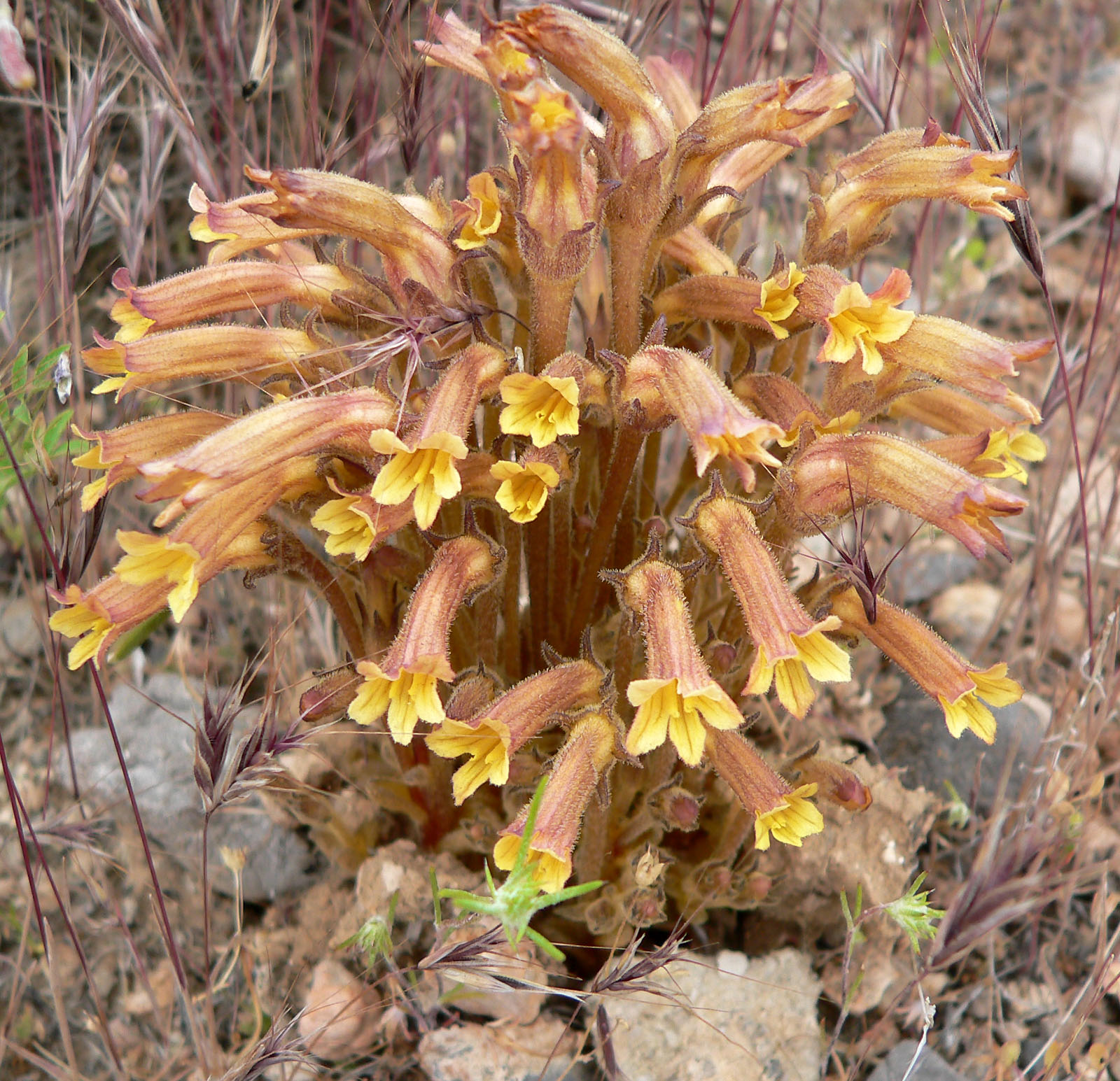 Clustered Broomrape, Orobanche fasciculata
