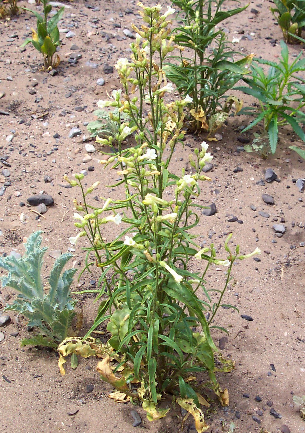 Coyote Tobacco, Nicotiana attenuata