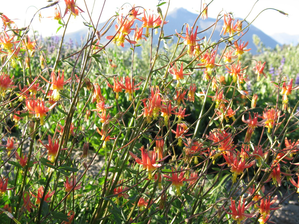 Crimson Columbine, AQuilegia formosa