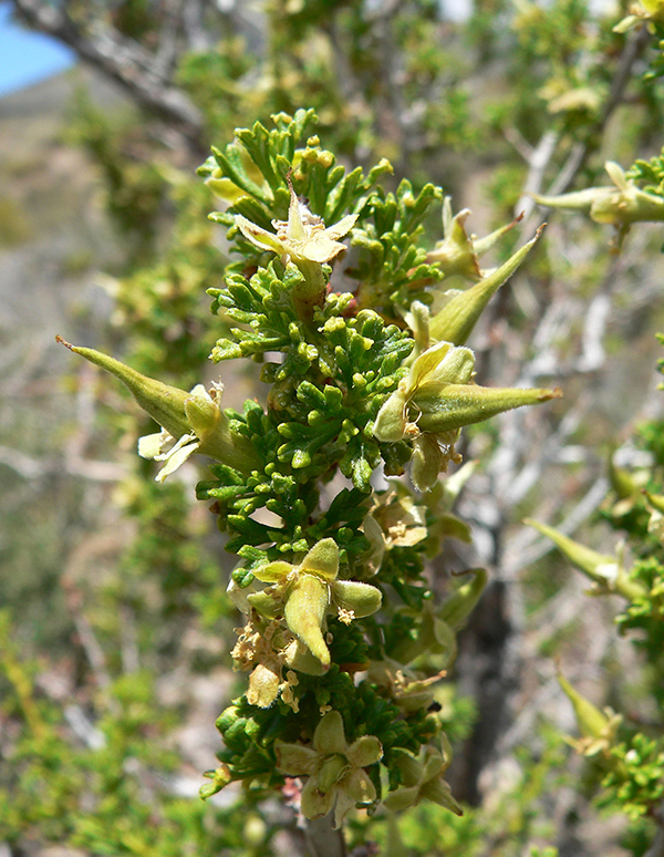Desert Bitterbrush, Purshia glandulosa