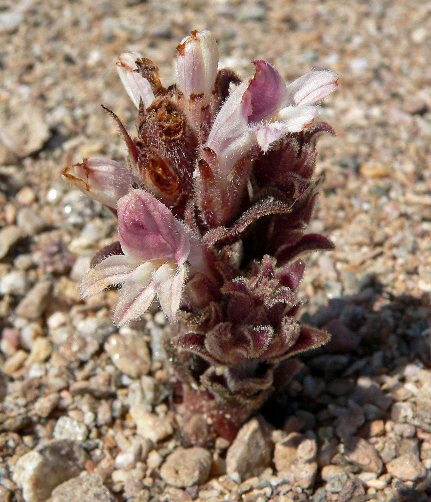 Desert Broomrape, Orobanche cooperi