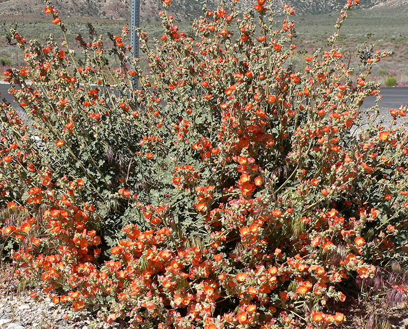 Desert Globe Mallow, Sphaeralcea ambigua