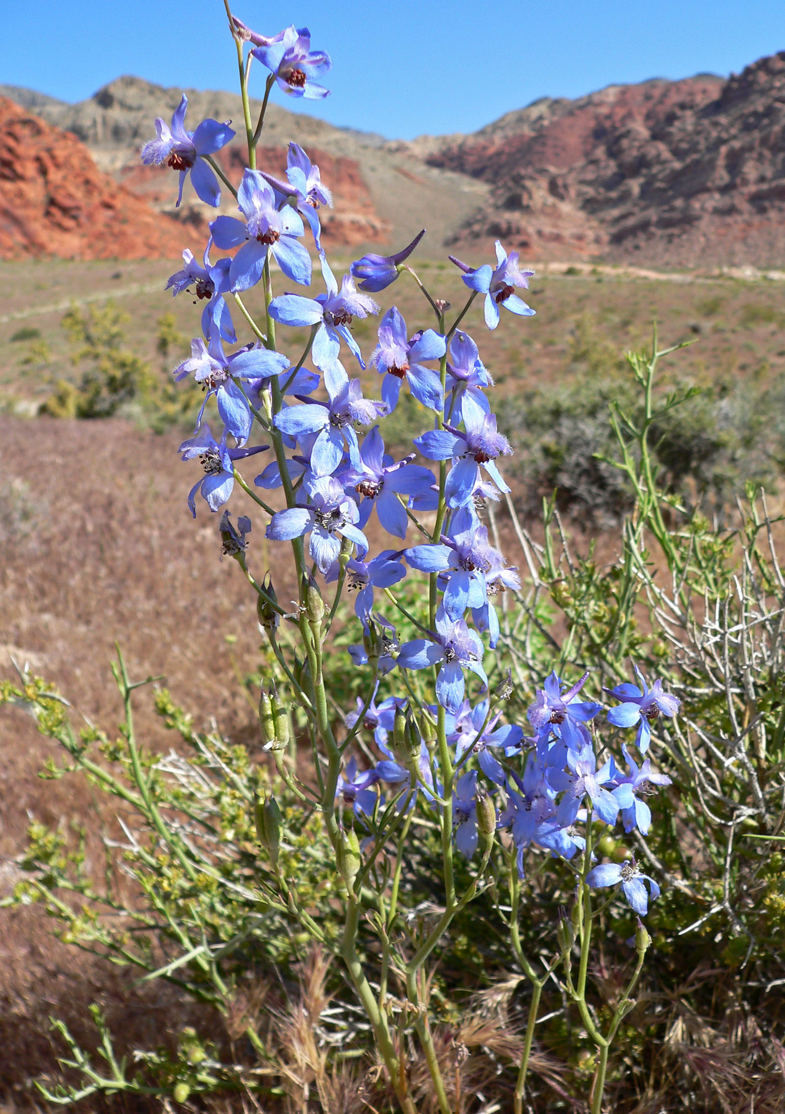 Desert Larkspur, Delphinium parishii