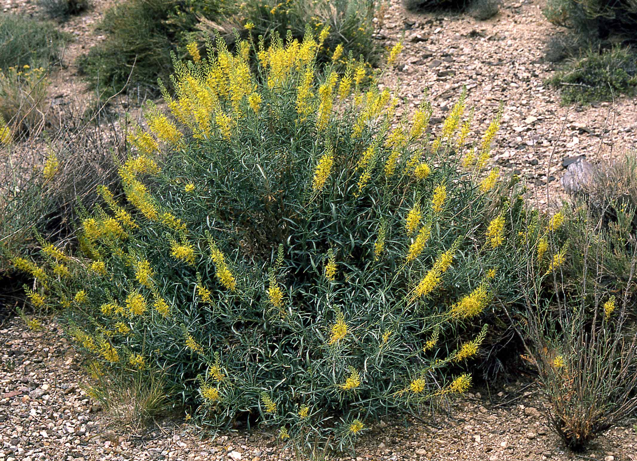 Desert Prince's Plume, Stanleya pinnata