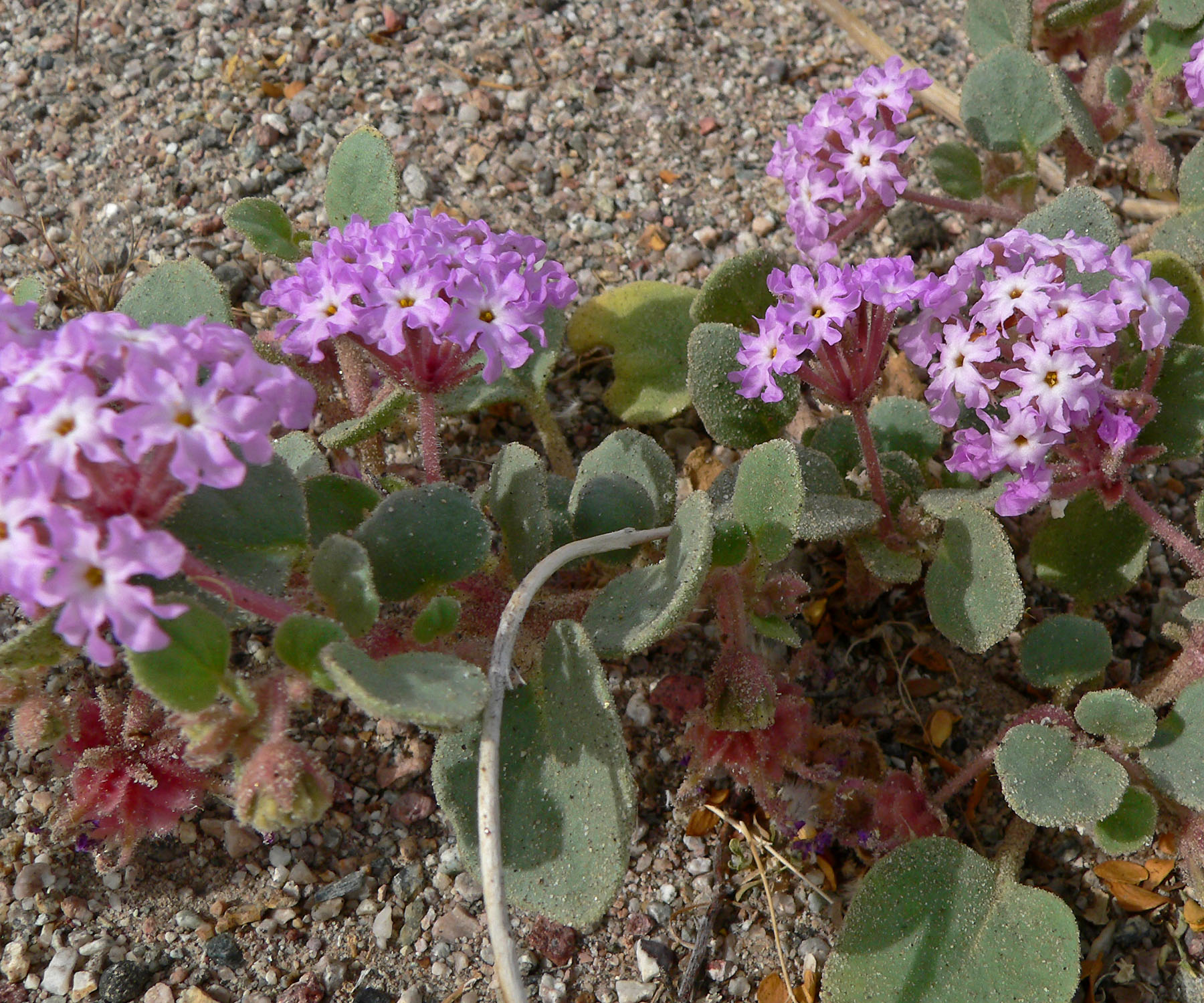 Desert Sand Verbena, Abronia villosa