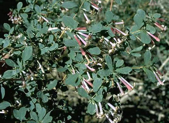Desert Snowberry, Symphoricarpos Longiflorus