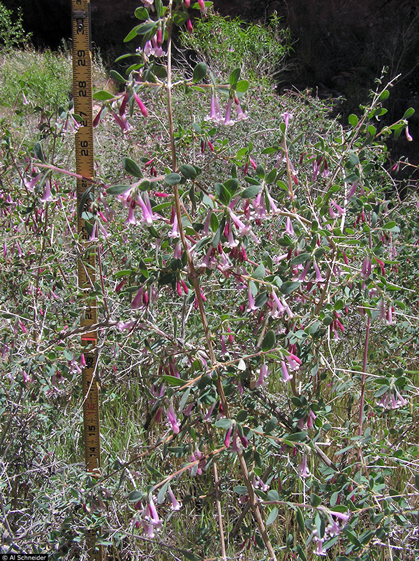 Desert Snowberry, Symphoricarpos Longiflorus