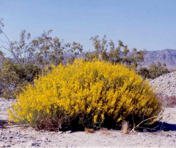Desert senna, Senna armata
