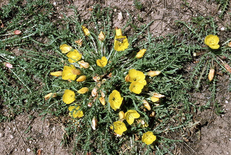 Evening Primrose, Oenothera