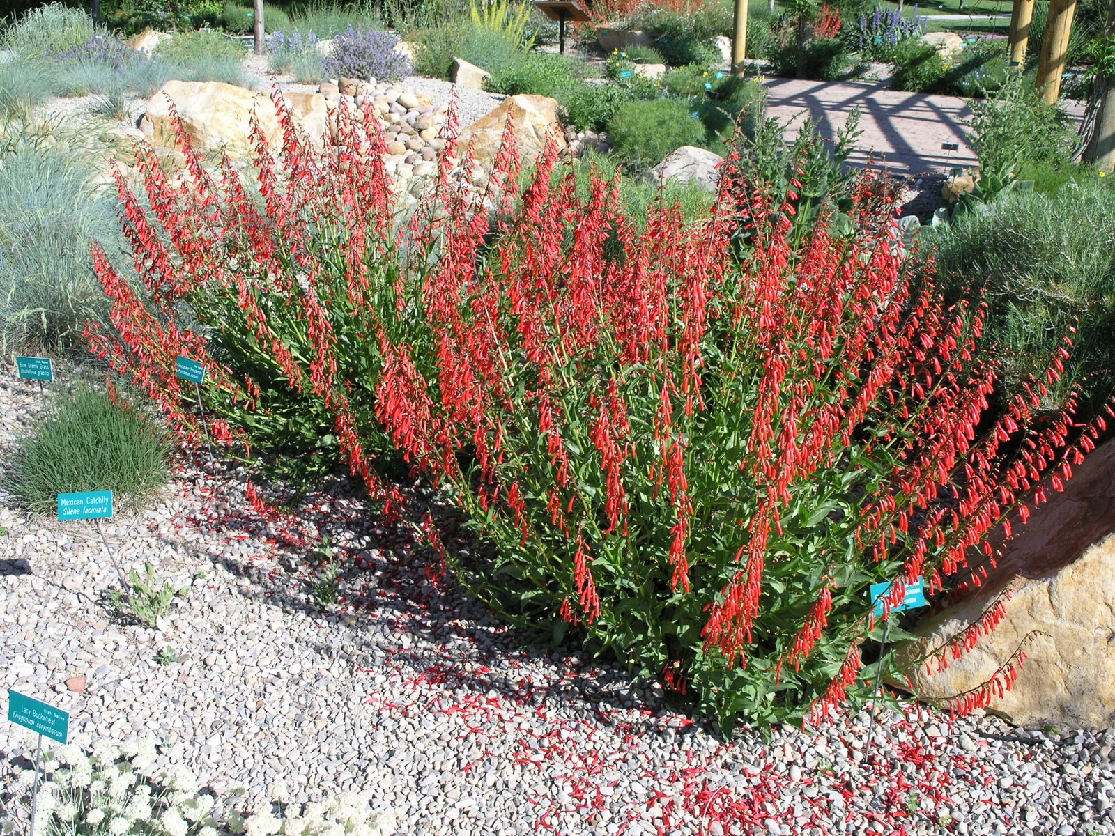 Firecracker Penstemon, Penstemon eatonii