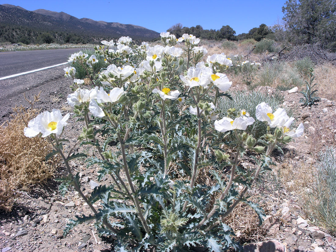 Flatbud Prickly Poppy, Argemone munita