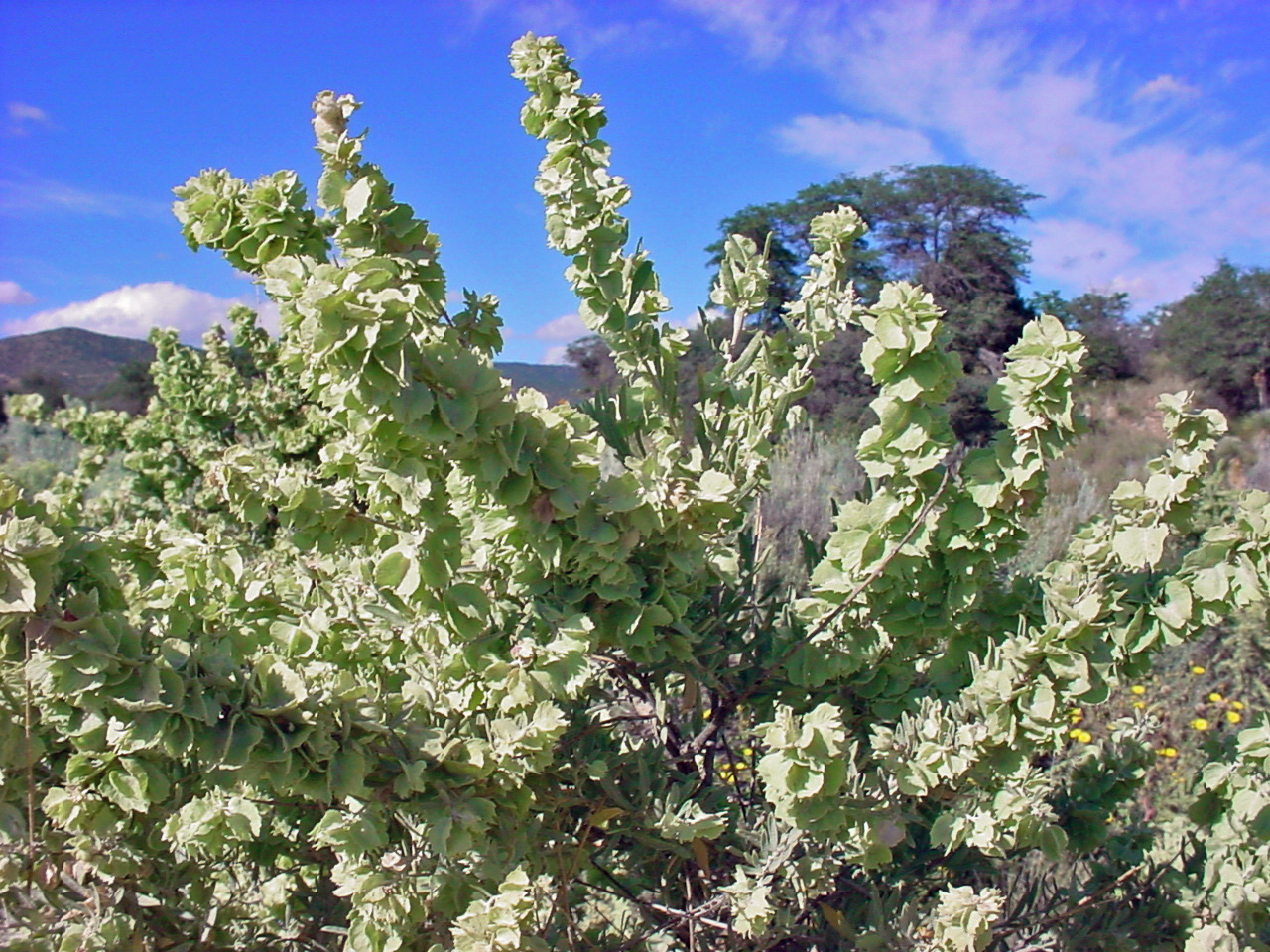 Fourwing Saltbush, Atriplex canescens