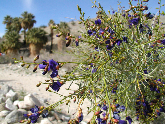 Fremont's Dalea, Psorothamnus fremontii