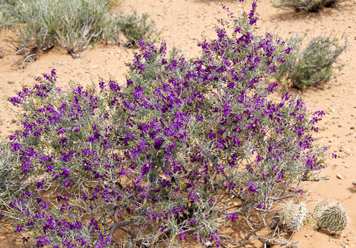 Fremont's Dalea, Psorothamnus fremontii