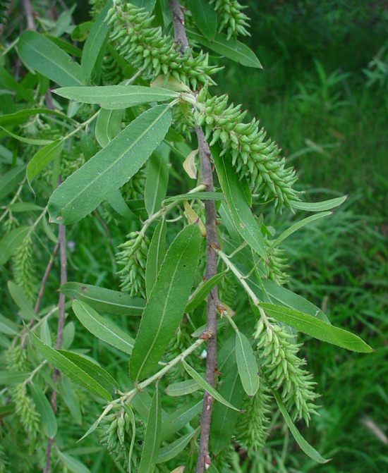 Gooding's Willow, Salix gooddingii
