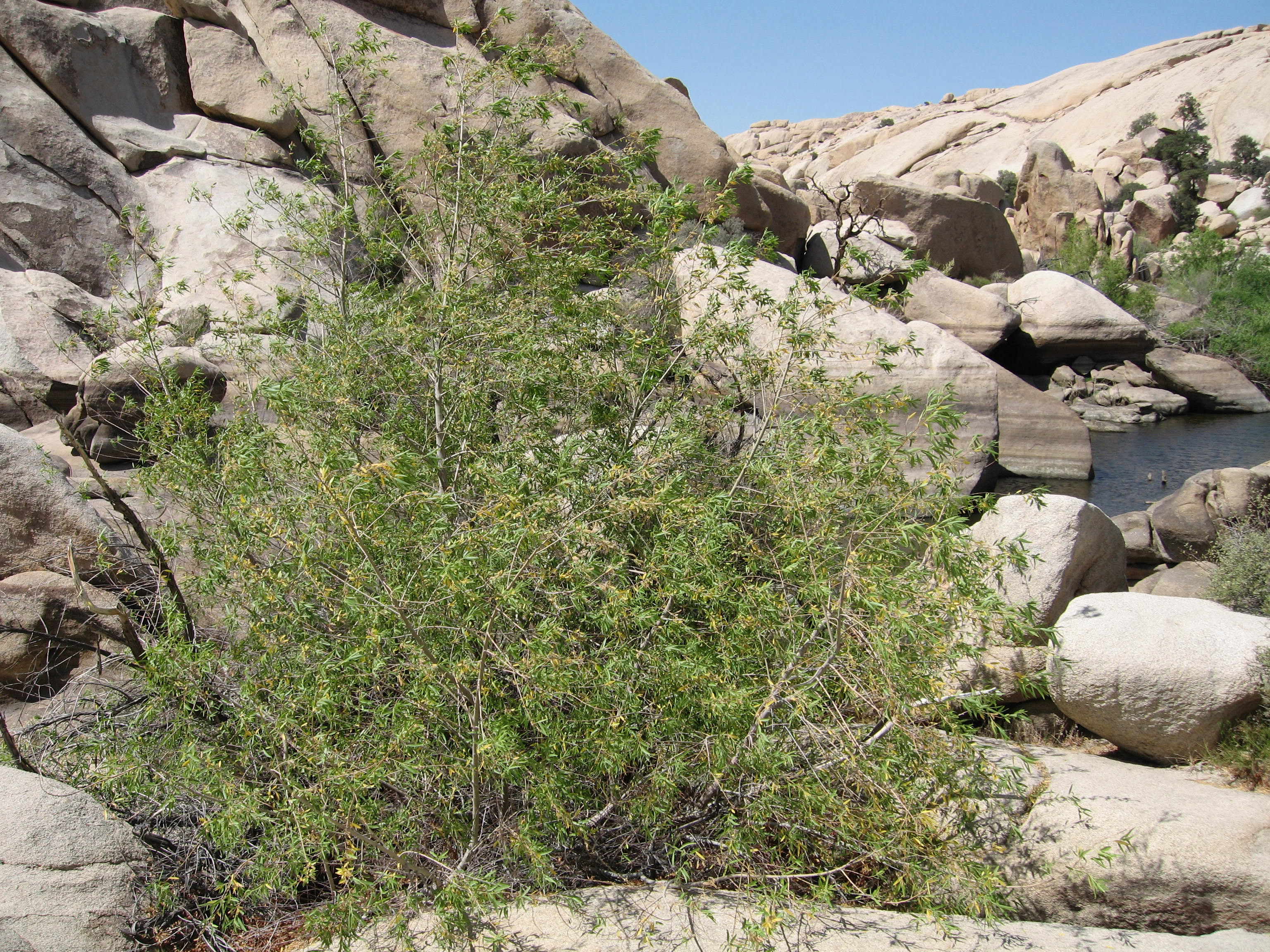 Gooding's Willow, Salix gooddingii