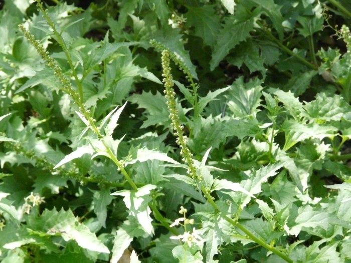 Goosefoot, Chenopodium
