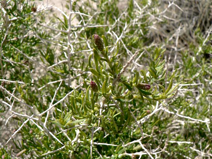 Greasewood, Sarcobatus vermiculatus